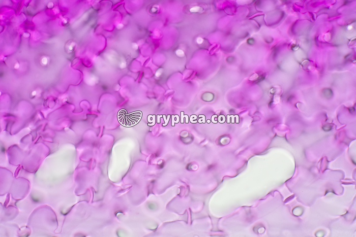 Cellulose noyau de Datte x200 - gryphea.com